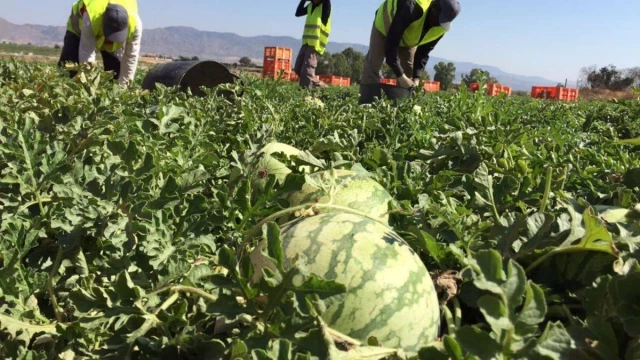 Muere un hombre en Llanos del Caudillo (Ciudad Real) mientras trabajaba recogiendo sandías