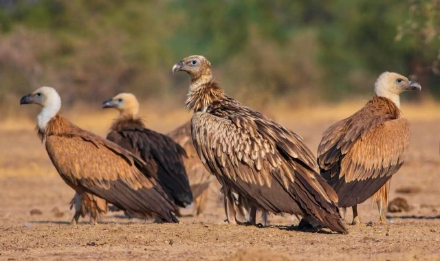 La muerte de los buitres amenaza la salud pública y el equilibrio ambiental en la India