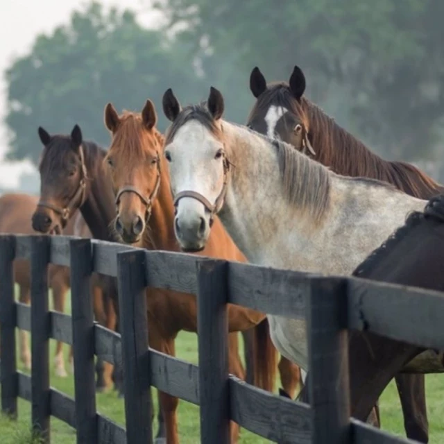 Los caballos piensan en el futuro