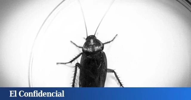 Cucaracha langosta. Una nueva especie de cucaracha (la 5ª) ha llegado a España