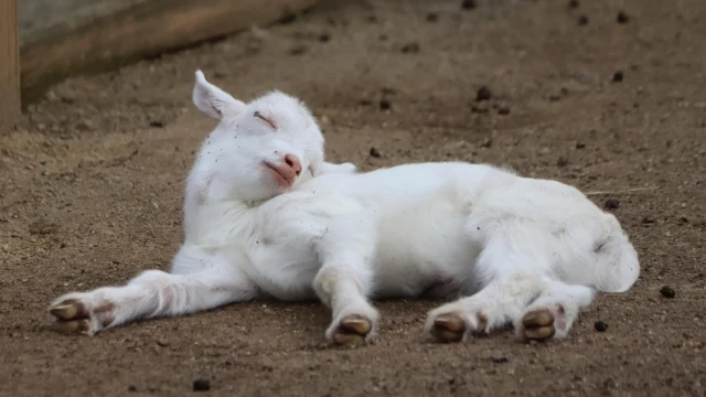 Oda a la siesta del carnero