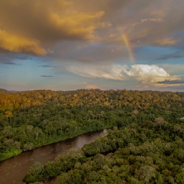 La expedición que buscaba el árbol más alto de Amazonia y encontró un santuario de ejemplares gigantes