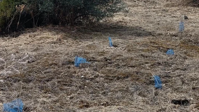 Arrasan más de 400 plantas recién cultivadas en un parque de Toledo: "Estamos indignados"