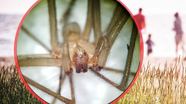 Muere un joven en Italia por la picadura de una araña violinista