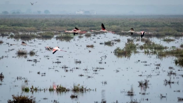 La primera ley europea que obliga a restaurar la naturaleza entra en vigor