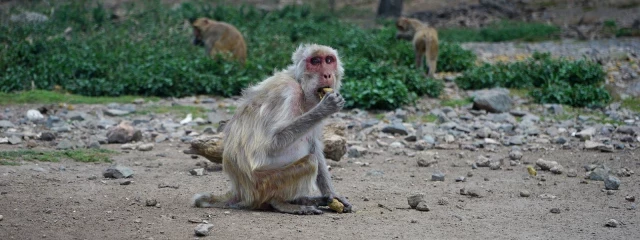 No solo nos ocurre a nosotros: otros animales cambian sus hábitos sociales en la vejez