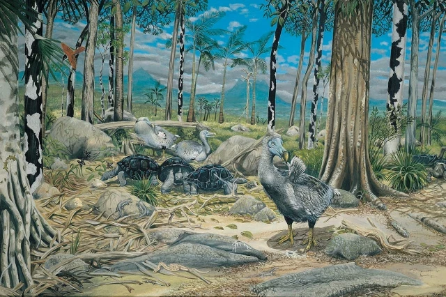 El dodo no era lento ni gordo, era una paloma terrestre gigante, fuerte y veloz