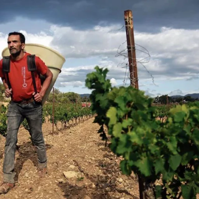 Los españoles que viajan a Francia para la vendimia: «Vamos allí porque se cobra el doble»