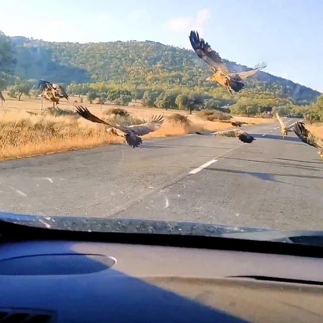 Aves que frecuentan las carreteras y acompañan al viajero: milanos, buitres, urracas y gaviotas