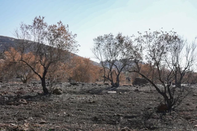 El coste ecológico de la guerra en el sur del Líbano