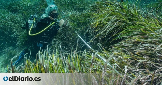 Las praderas de posidonia oceánica de Balears siguen degradándose