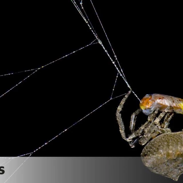 Descubren una araña que ‘hackea’ la luz de las luciérnagas que atrapa en su red para atraer a más presas