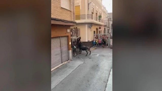 Un toro coge a un menor en los bous al carrer de Vilamarxant