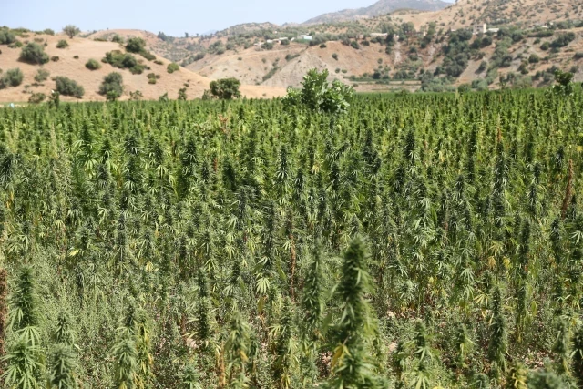 Mohamed VI de Marruecos concede indulto inédito a 4.831 cultivadores del cannabis