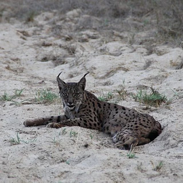 Dos linces y un quebrantahuesos abatidos en un año alertan de la caza ilegal