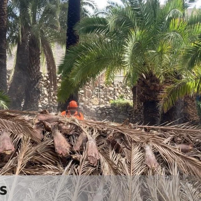 El Cabildo limpió la zona afectada por el incendio de Fataga hace dos años, lo que evitó su propagación