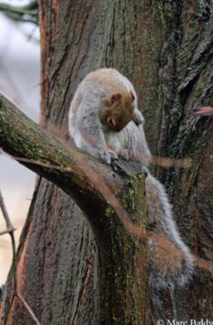 Biología de la cría de ardillas: apareamiento y tapones copulatorios