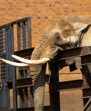 Liberan a Charley, el último elefante de un zoo en Sudáfrica