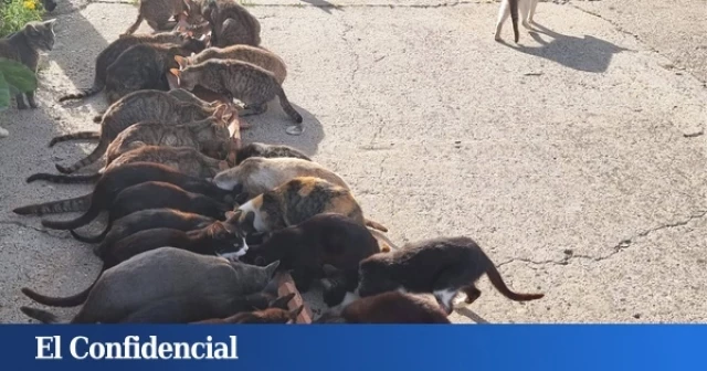 Gatos acuchillados y lanzamiento de ladrillos: tensión en un pueblo de Zamora por una colonia de felinos