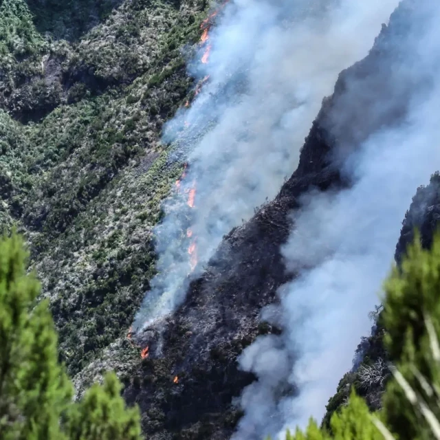 El 14 % de los bosques de Madeira ha ardido por el fuego que ya ha alcanzado la laurisilva