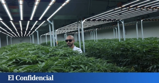 Cannabis. Perseguidos en España, adorados en Tailandia: los reyes del oro verde