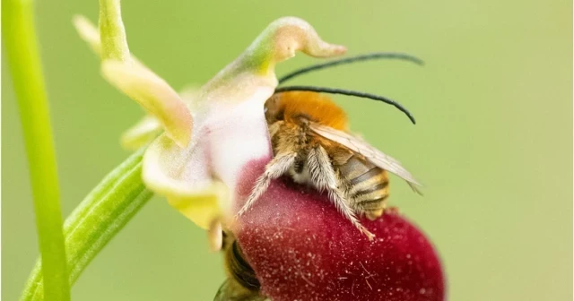 Las imágenes ganadoras del concurso de BMC Ecology and Evolution 2024, tomadas por investigadores