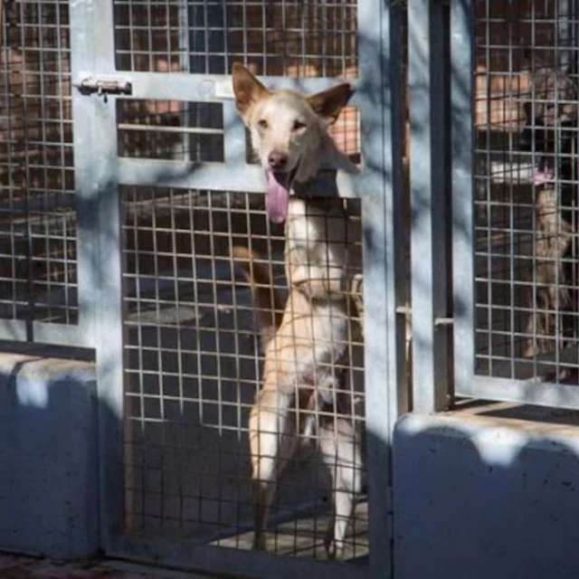 Los bulos sobre las nuevas leyes de protección animal hacen crecer el abandono y saturan las protectoras