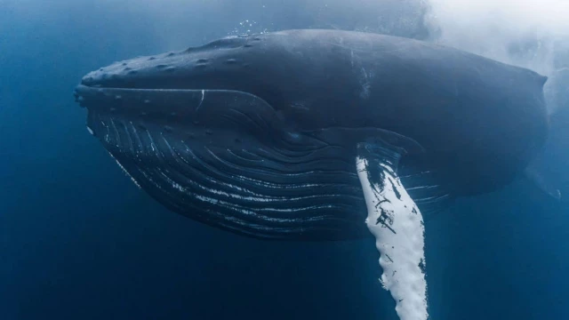 Las ballenas jorobadas entran al club de animales que crean herramientas complejas