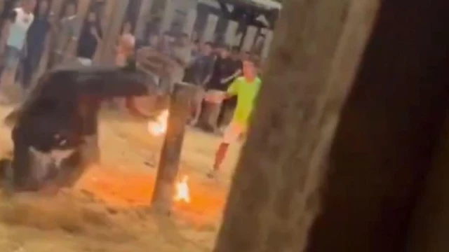 El sufrimiento de un toro embolado en Sollana indigna a los animalistas