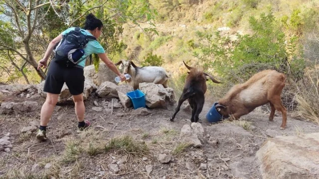 Excursionistas intentan salvar de la sequía las cabras de les Creus de la Valldigna