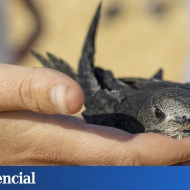 Así han puesto 600 aves en jaque a las obras de uno de los estadios estrella del Mundial 2030