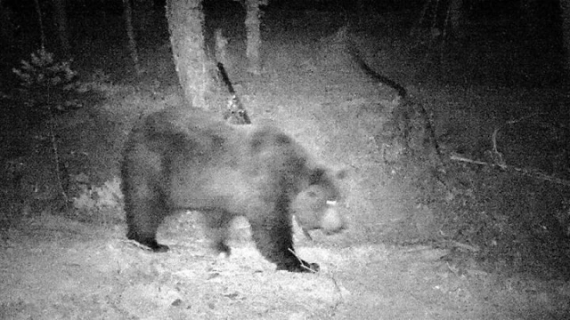 Ganaderos roncaleses piden la expulsión de los osos