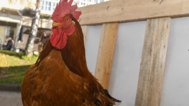 Una pareja de turistas abandona una casa rural en Ourense por la presencia de un gallo: "Necesitábamos descansar"