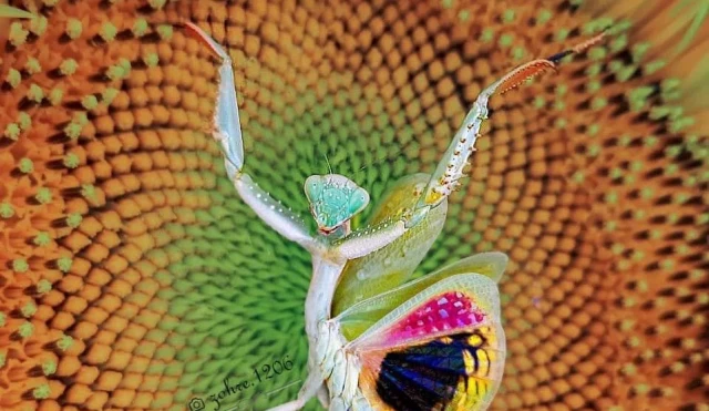 Los vibrantes insectos del fotógrafo iraní Zohre Janati