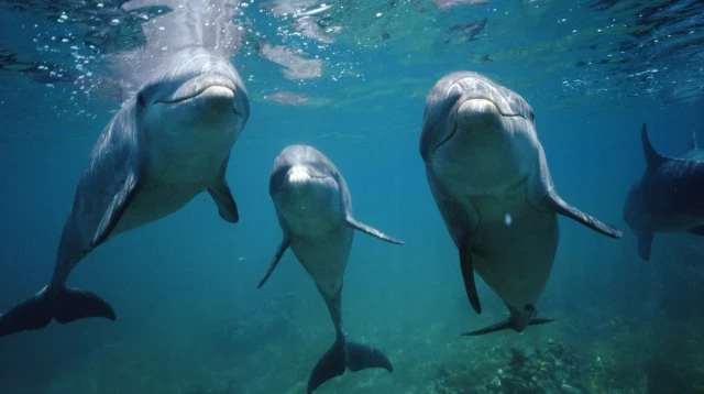 Lo que preferirías no saber de los delfines