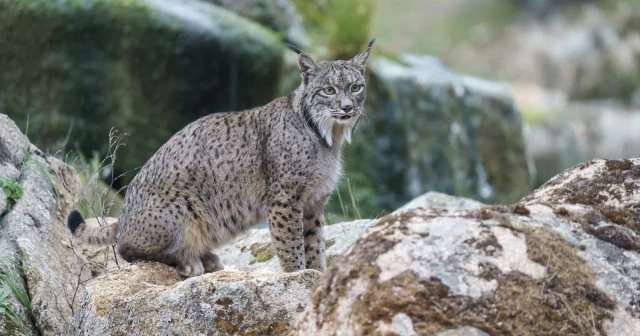 Dos ejemplares de lince ibérico mueren por atropello en Doñana, poniendo de manifiesto un grave peligro