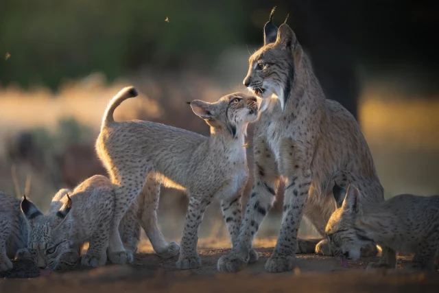 El lince duplica su población en solo tres años