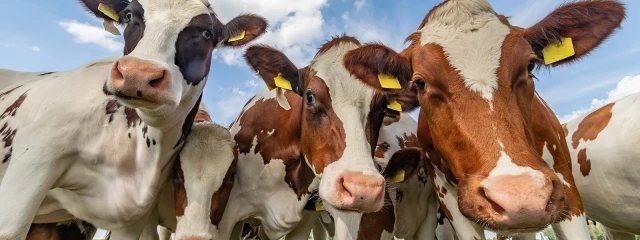 Limpiar los eructos de las vacas para combatir el calentamiento global