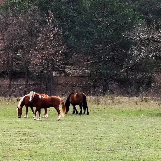 Adiós a los caballos libres del norte de Guara y la Guarguera