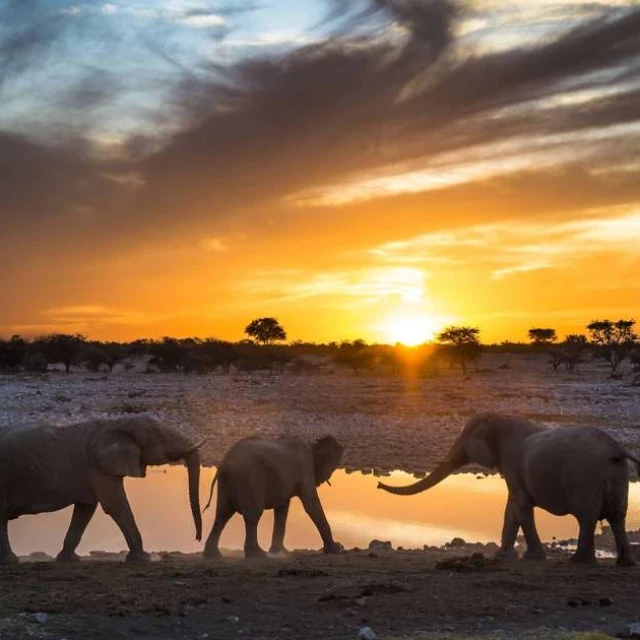 Namibia sacrificará cientos de elefantes, hipopótamos y otros animales para paliar los efectos de la sequía