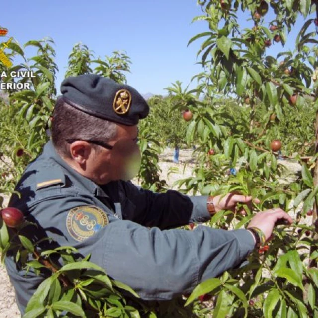 La Guardia Civil investiga a dos empresarios agrícolas por la multiplicación de variedades vegetales protegidas