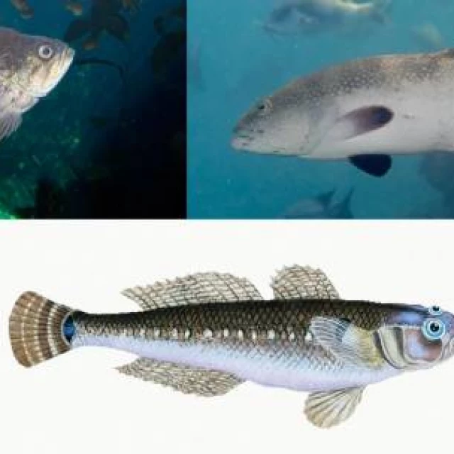 El número de especies de peces en peligro de extinción en el mundo se quintuplica