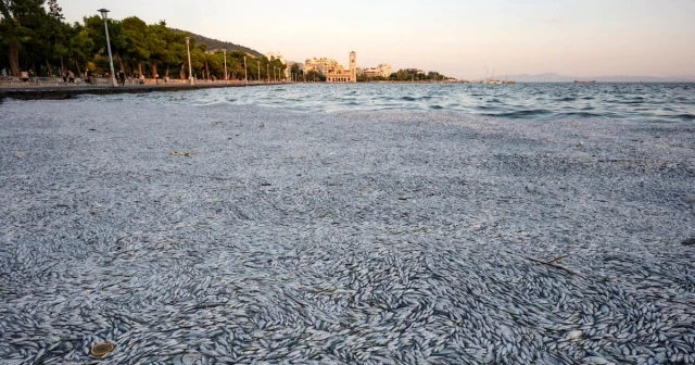 Decenas de toneladas de peces muertos aparecieron en costas griegas