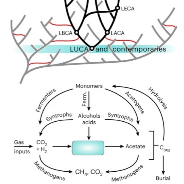 Datación, genoma, proteoma y fisiología de LUCA