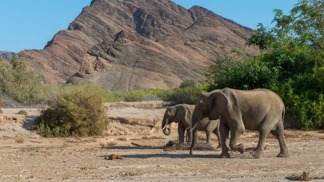 Namibia planea sacrificar más de 700 animales, incluidos elefantes e hipopótamos, y distribuir la carne