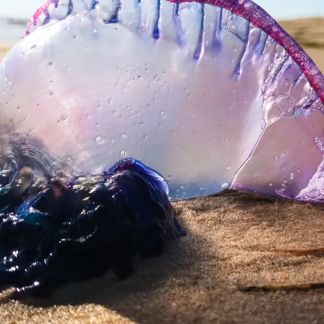 Carabelas portuguesas, peces araña, tortugas bobas... así 'empuja' el cambio climático a las especies marinas hacia nuestras costas