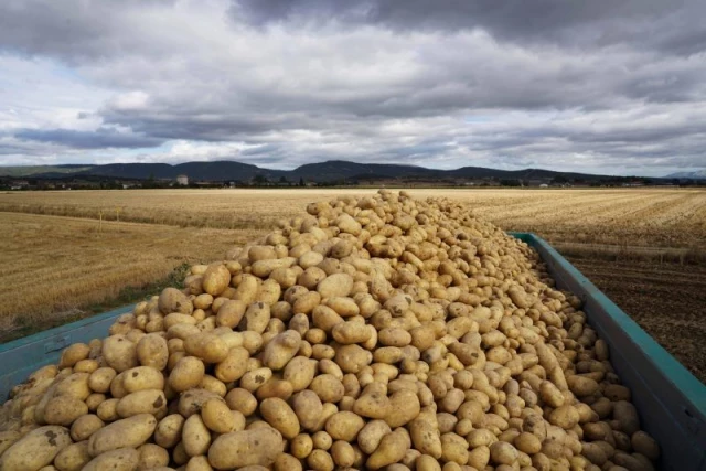 El precio de la patata aumenta un 111,6 % en origen respecto al último lustro