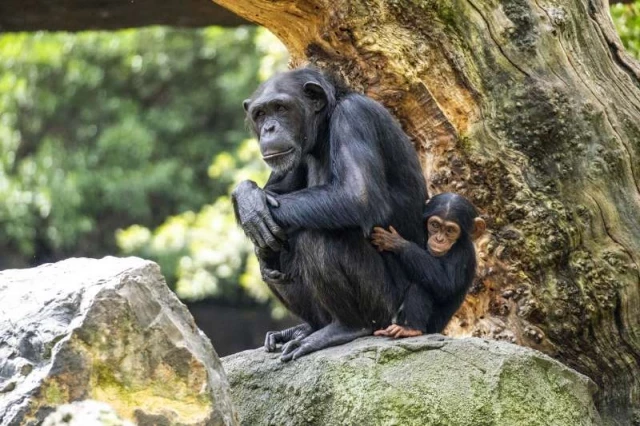 La mayoría de primates están en peligro de extinción y los BIOPARC se vuelcan en su conservación