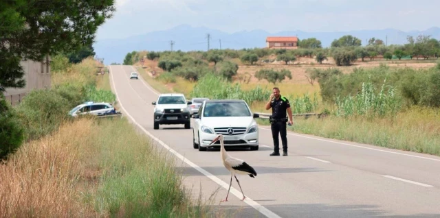 La cigüeña alemana que tuvo que realizar un aterrizaje de emergencia en Riudoms