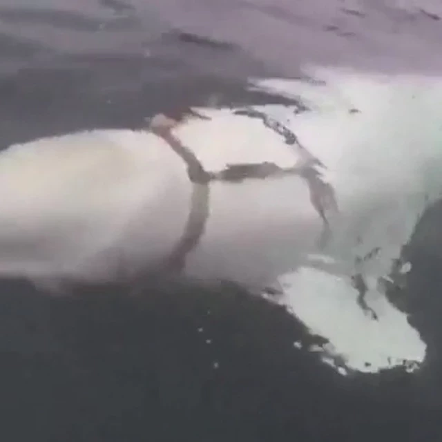 Hallan muerta a la "ballena blanca espía" Hvaldimir en Noruega